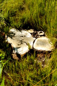 cut stump from russian olive tree removal