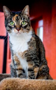 Green eyes kitty tricolor