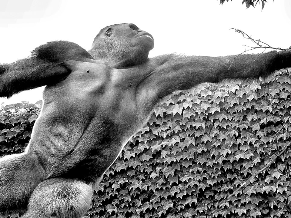 Gorilla swinging from tree to tree - Zoo Prison Made to Look Like Home