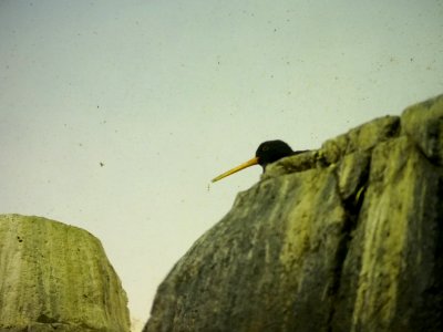 Oystercatcher [4280023]