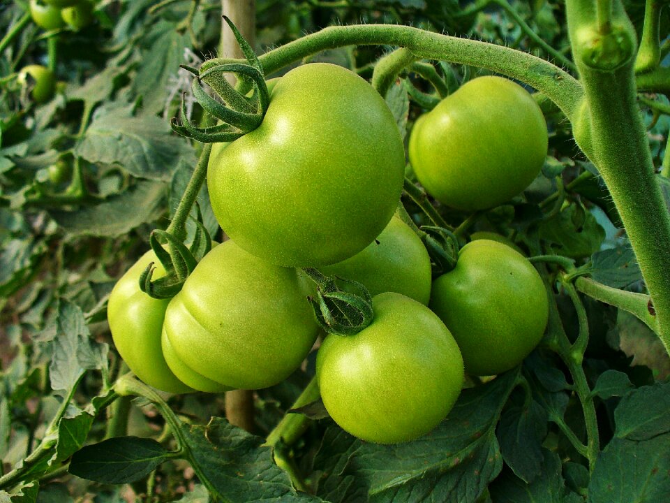 Health vitamins agriculture