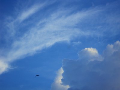 Another bird flapping its wings against the cloud photo