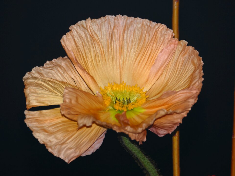 Stamen crown anemone pink