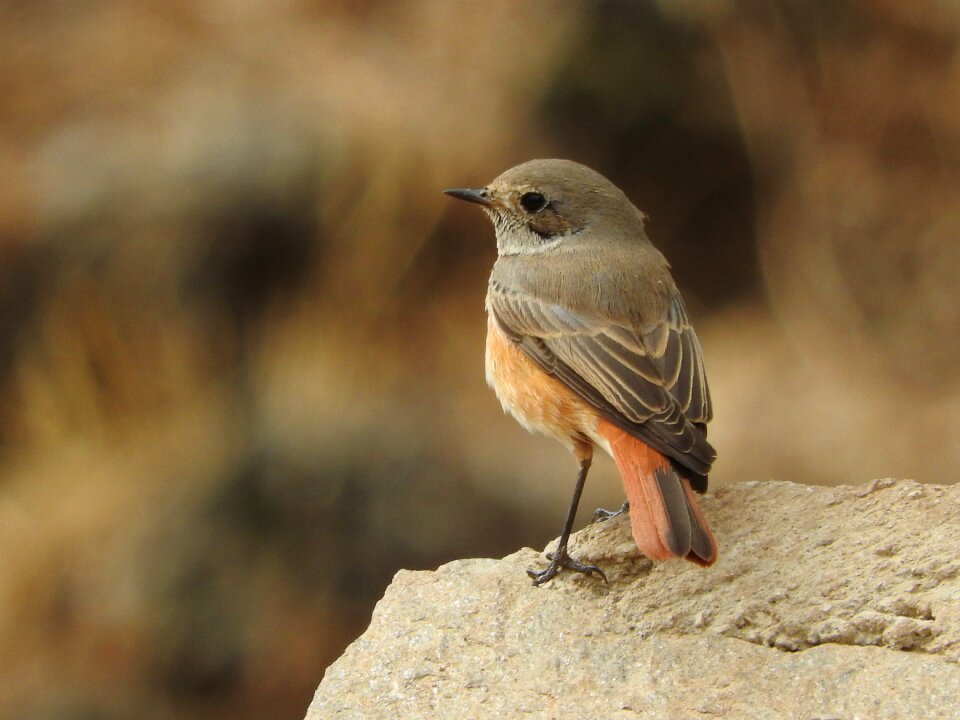 Birds nature robin