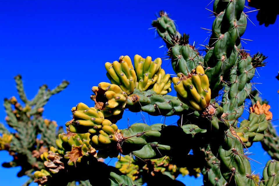 Lone Cactus