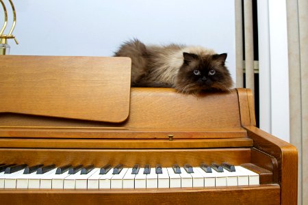 Himalayan Cat