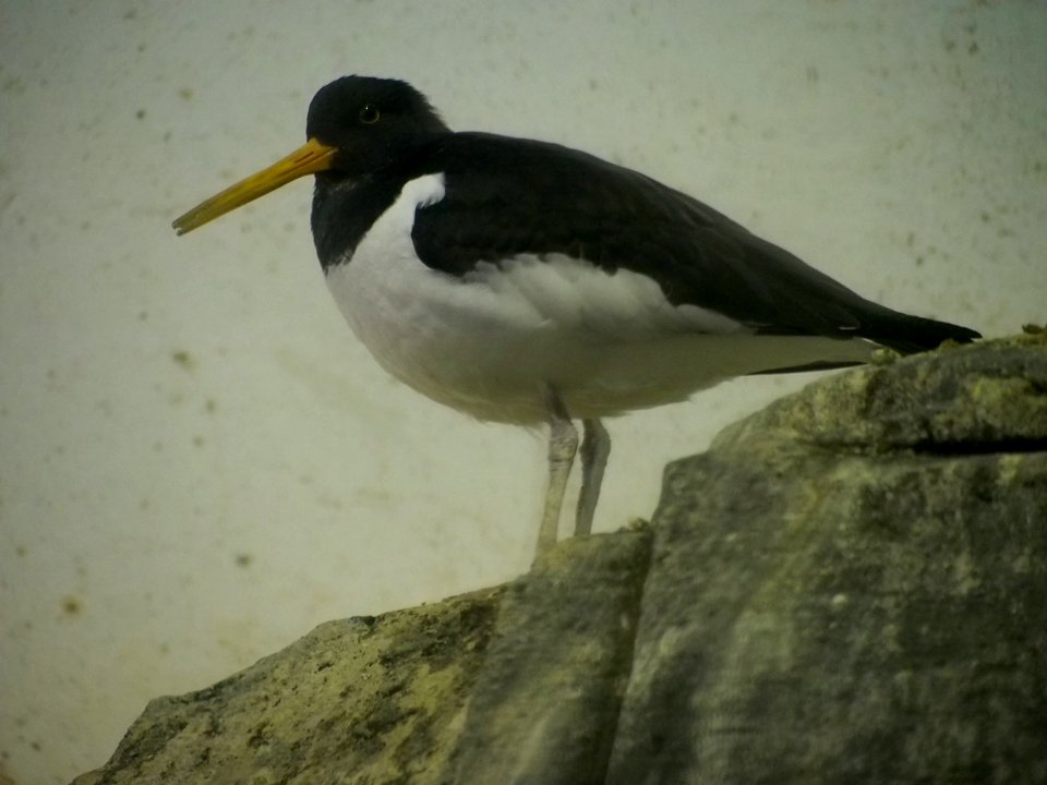Oystercatcher [4280027]