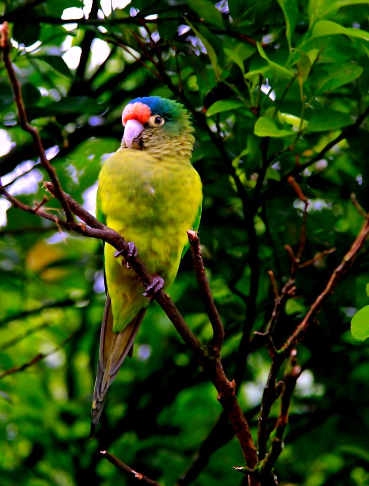 Backyard, Abisinia, Nicaragua