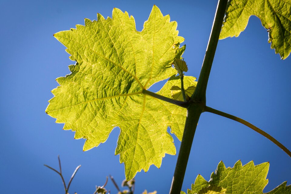 Wine leaf structure winegrowing