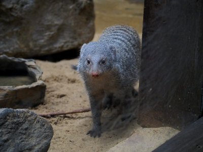 Banded Mongoose [4280108]