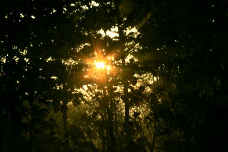 Sun rising through the trees, seen from watchtower, Chilapata photo