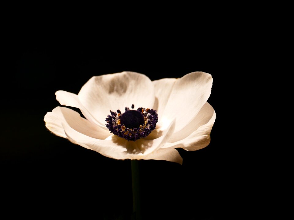 Crown anemone white bloom