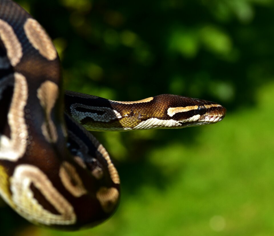 Beauty brown ballpyhton