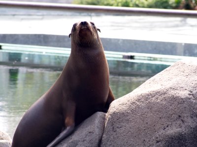 Sea Lion [4280134]