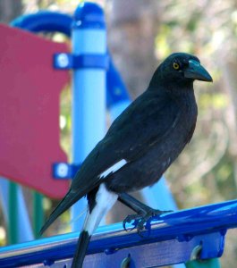 Pied Currawong photo