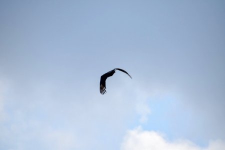 IMG 0264