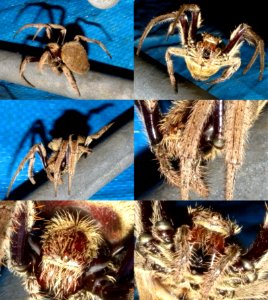 Common garden orb weaver or web spiders (Eriophora transmarina)
