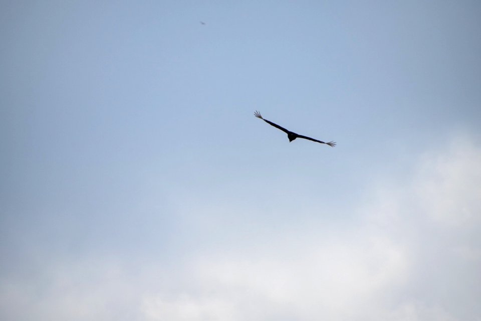 IMG 0262