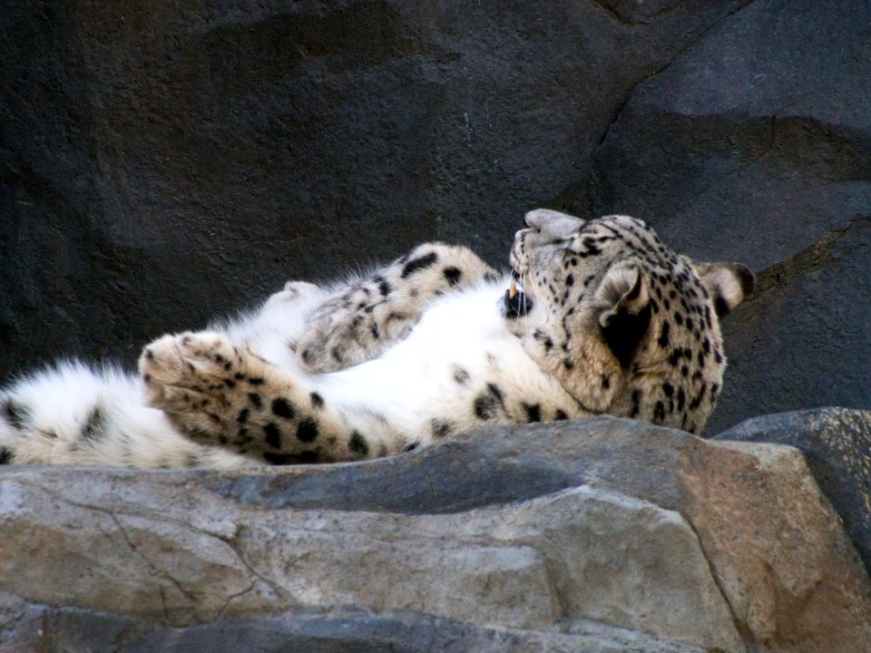 Snow Leopard [4280042]