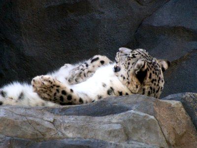 Snow Leopard [4280042] photo
