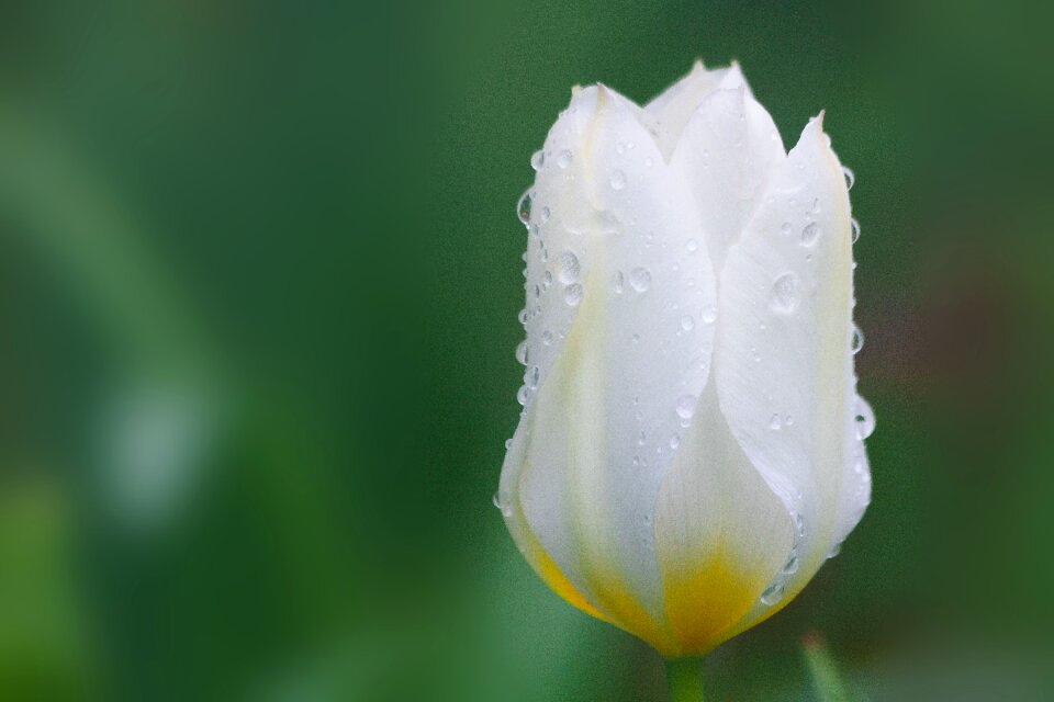 Flower schnittblume blossom