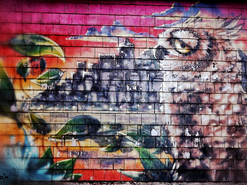 Wise Old Owl Sees What Is Happening
