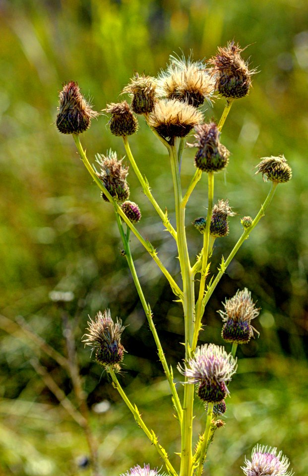 wright's marsh thistle top