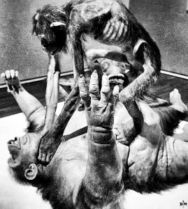 Monkey vs Monkey Man vs Man - Capitalism is SOCIAL DARWINISM