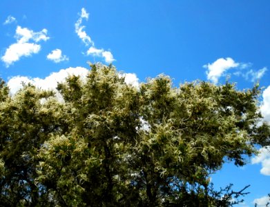 Stansbury cliffrose (Purshia stansburiana) in Seed