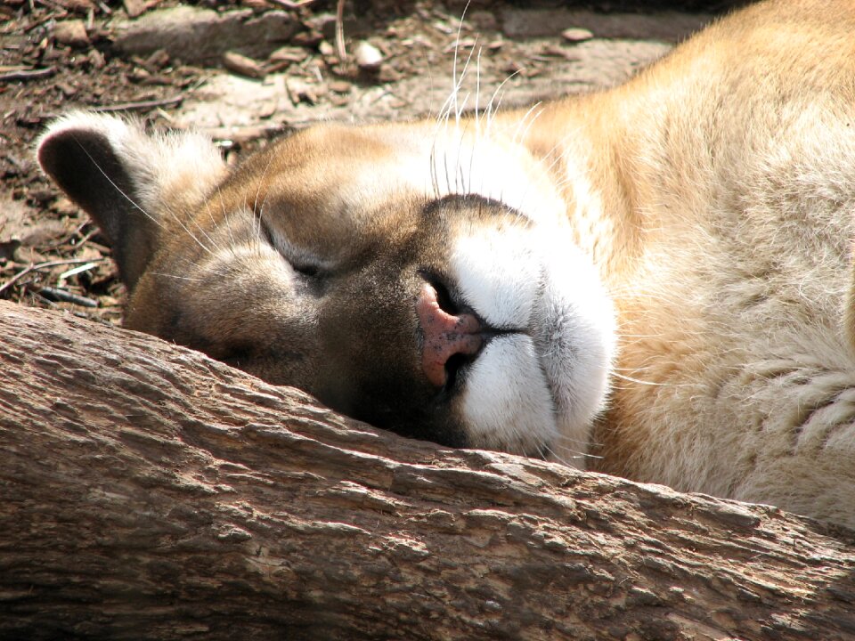 Cougar fur mountain lion photo