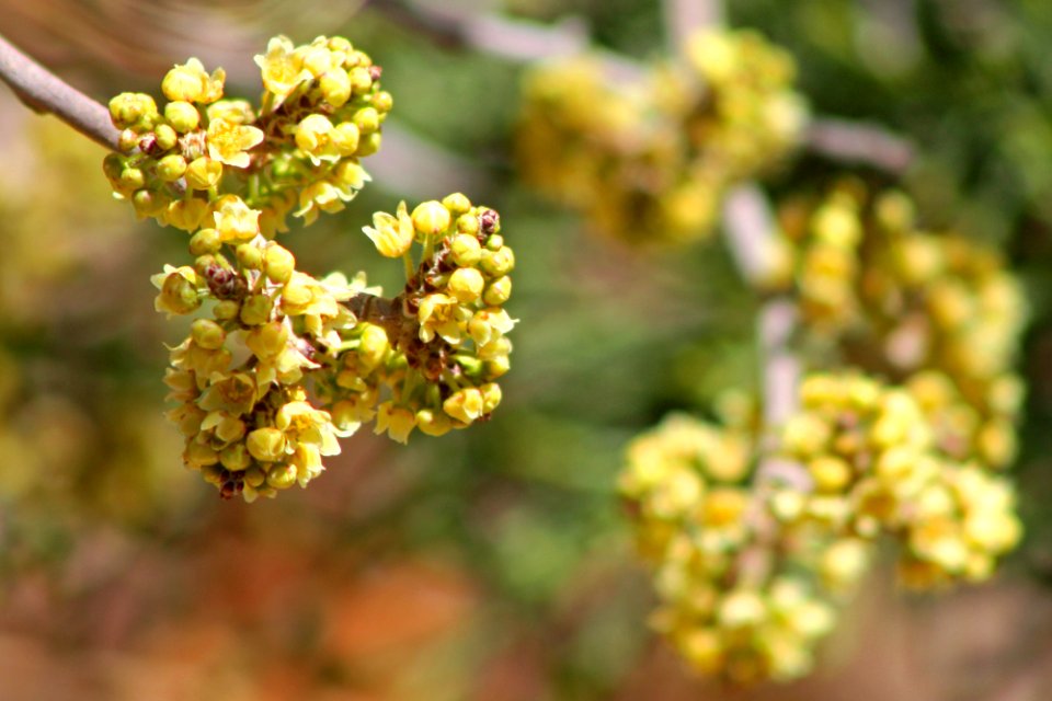 Skunkbush (Rhus trilobata) Spring Blossoms