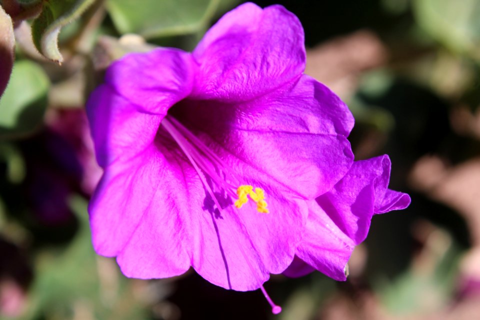 05-20-17 9403 Mirabilis multiflora Four o’clock