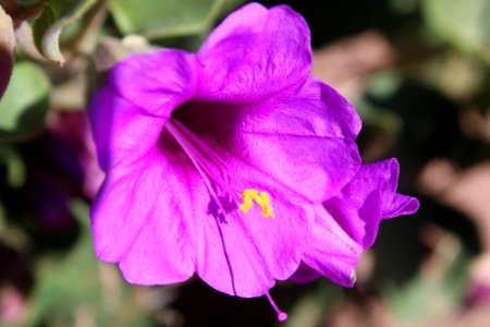 05-20-17 9403 Mirabilis multiflora Four o’clock