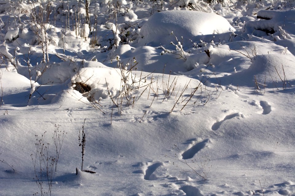 schnee-weiß 3 photo