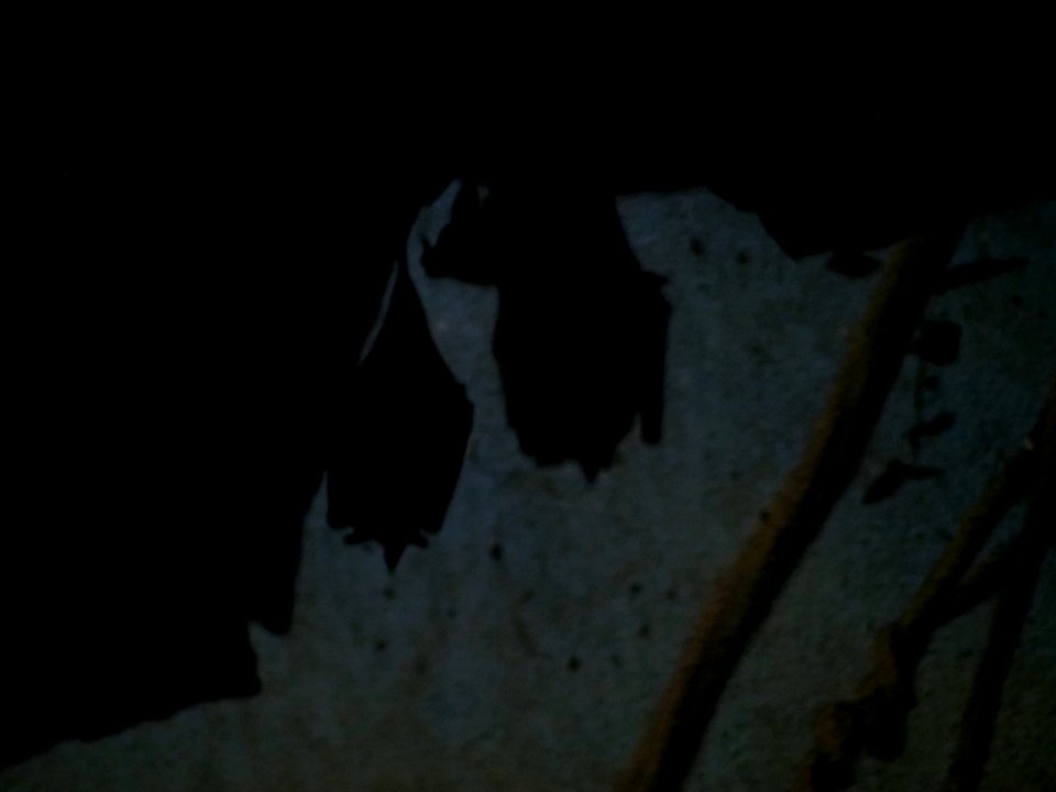 Bats [4280091]