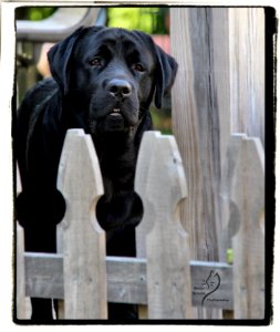 boonfield (89)