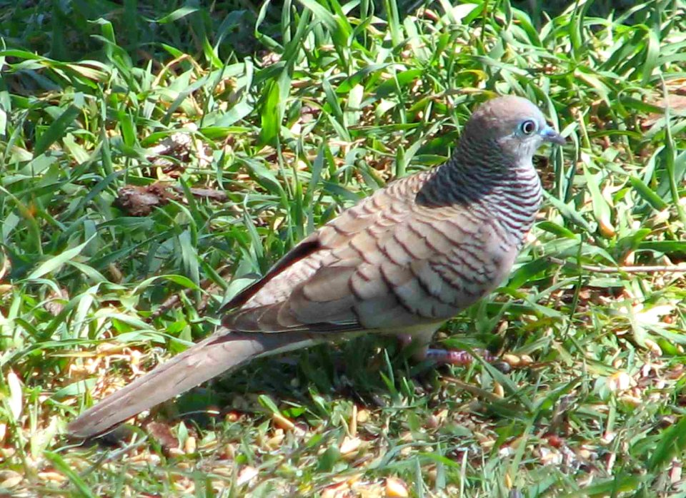 Peaceful Dove