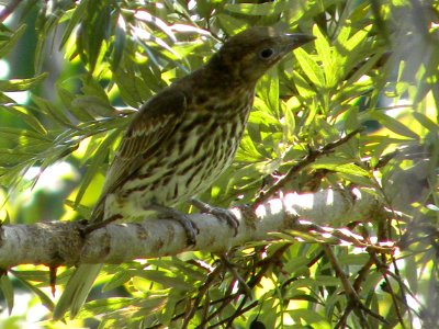 Australasian Figbird (female)