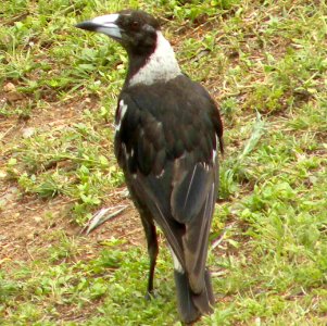 Australian Magpie photo