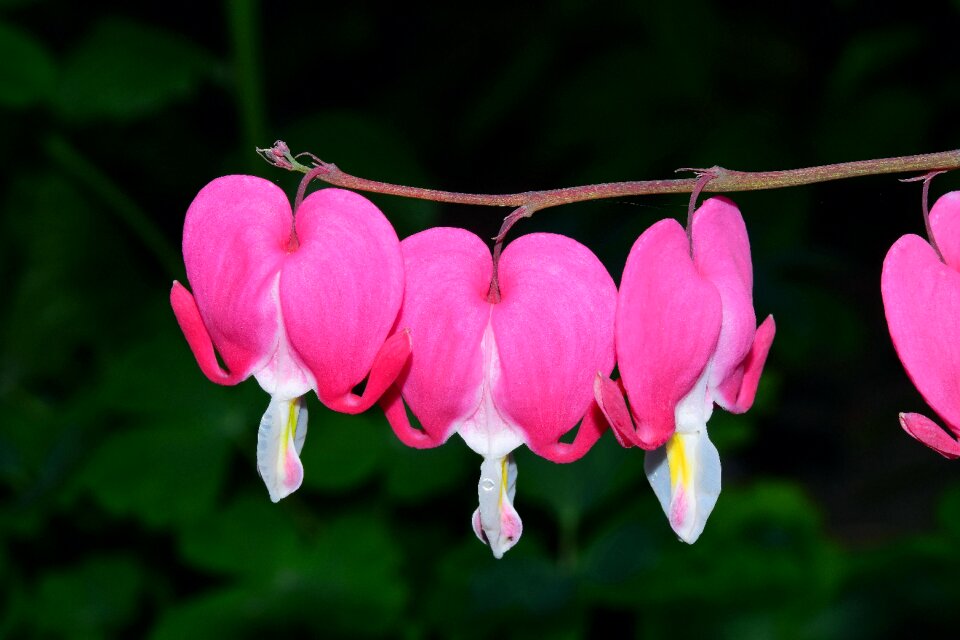 Bloom lamprocapnos spectabilis flower
