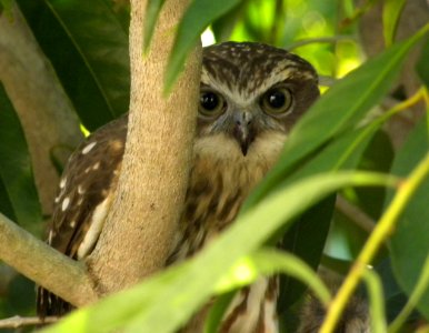"Peekaboo, I see you!" Southern Boobook (ninox boobook)