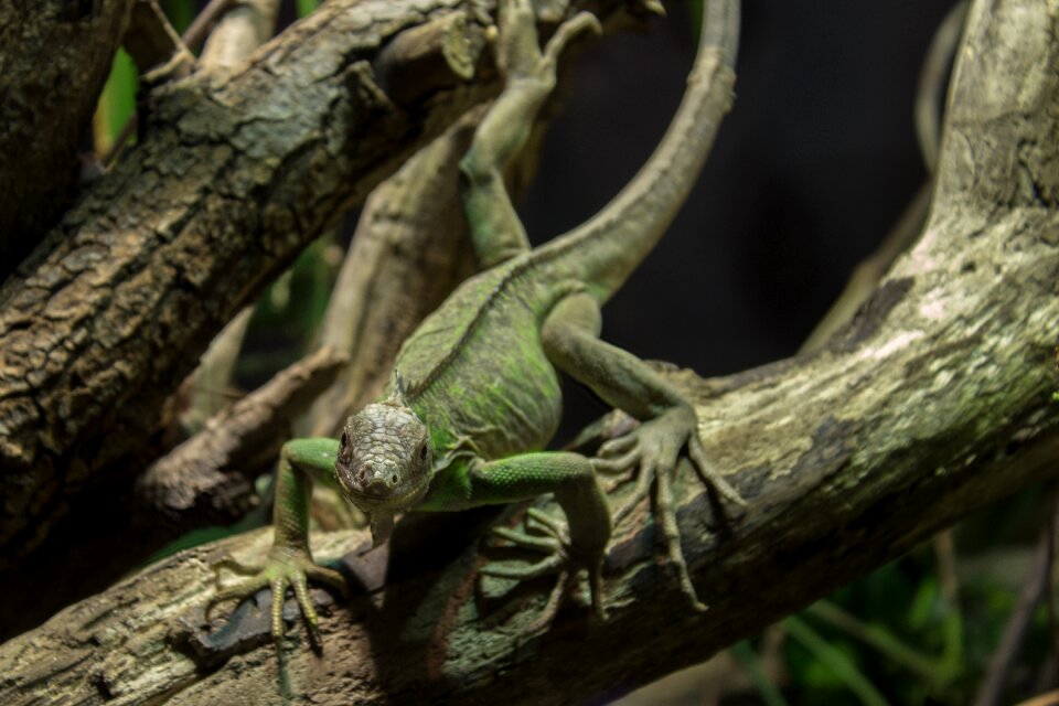 Reptile scaly nature