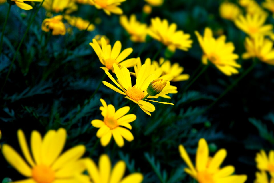 Flower chrysanthemum background