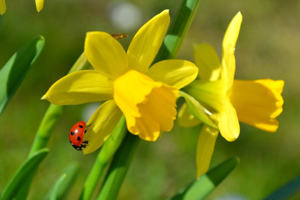 Ladybug yellow flowers nature