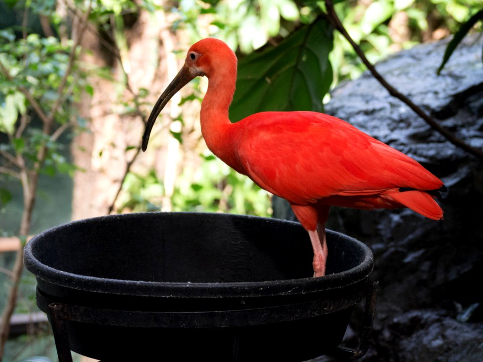 Long Beak Bird [4280124]