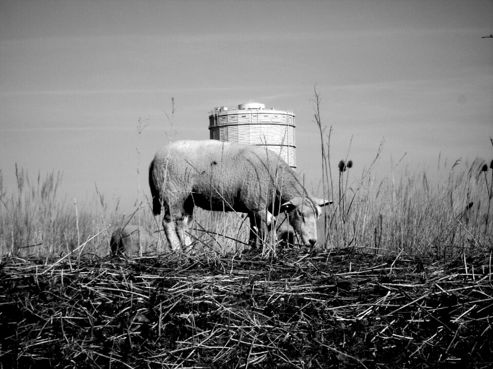 Water tower grass gray grass