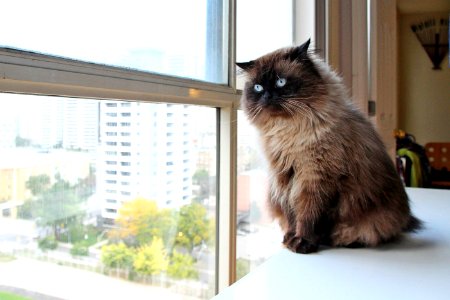 Himalayan Cat Monte