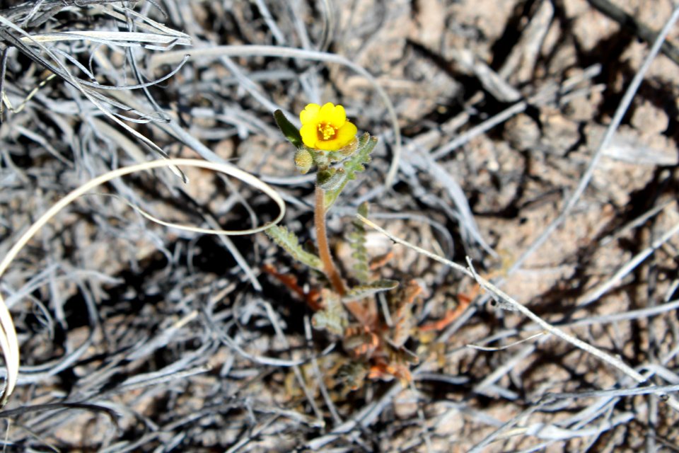 Whitestem blazingstar (Mentzelia albicaulis)
