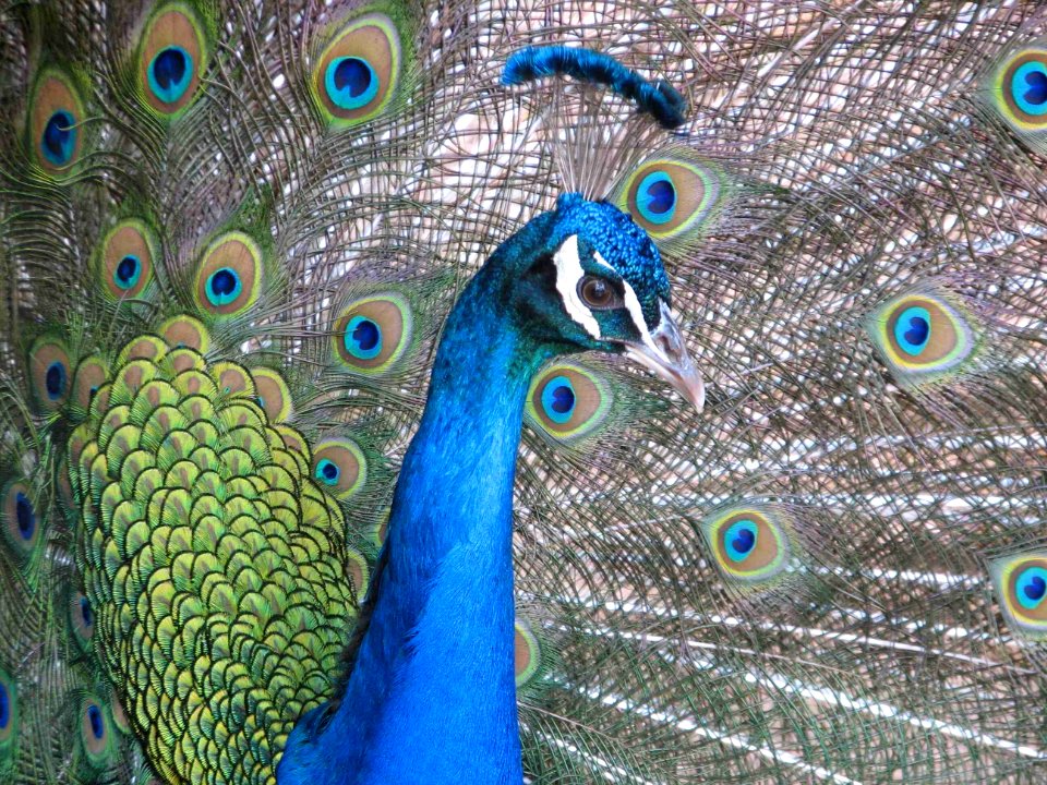 ndian Peafowl or Blue Peafowl (Pavo cristatus)