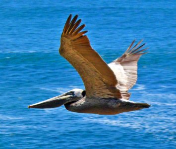 Pelican flight, Soaring on Giant Wings photo